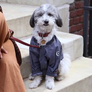 Stylish Dog Bomber Jacket for a medium sized dog. Dust bag and a toy included.